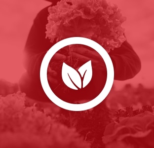 Ikona veganství